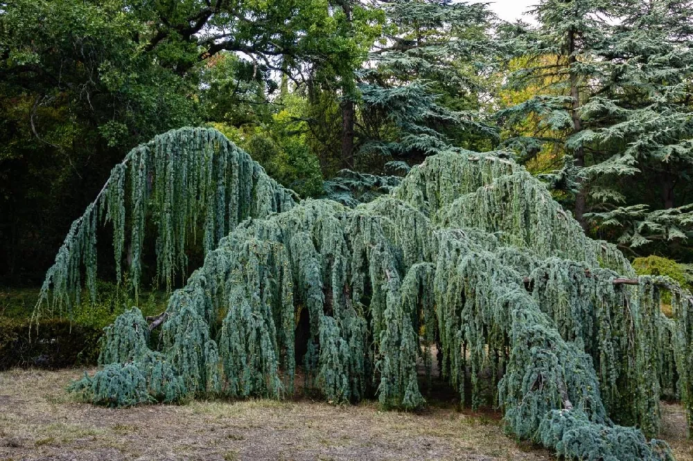 Blue Atlas Cedar Specimen